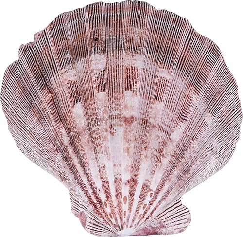 PPCLION 2 unidades de 5.5 pulgadas grandes conchas de vieira marrón pata de león para hornear conchas marinas