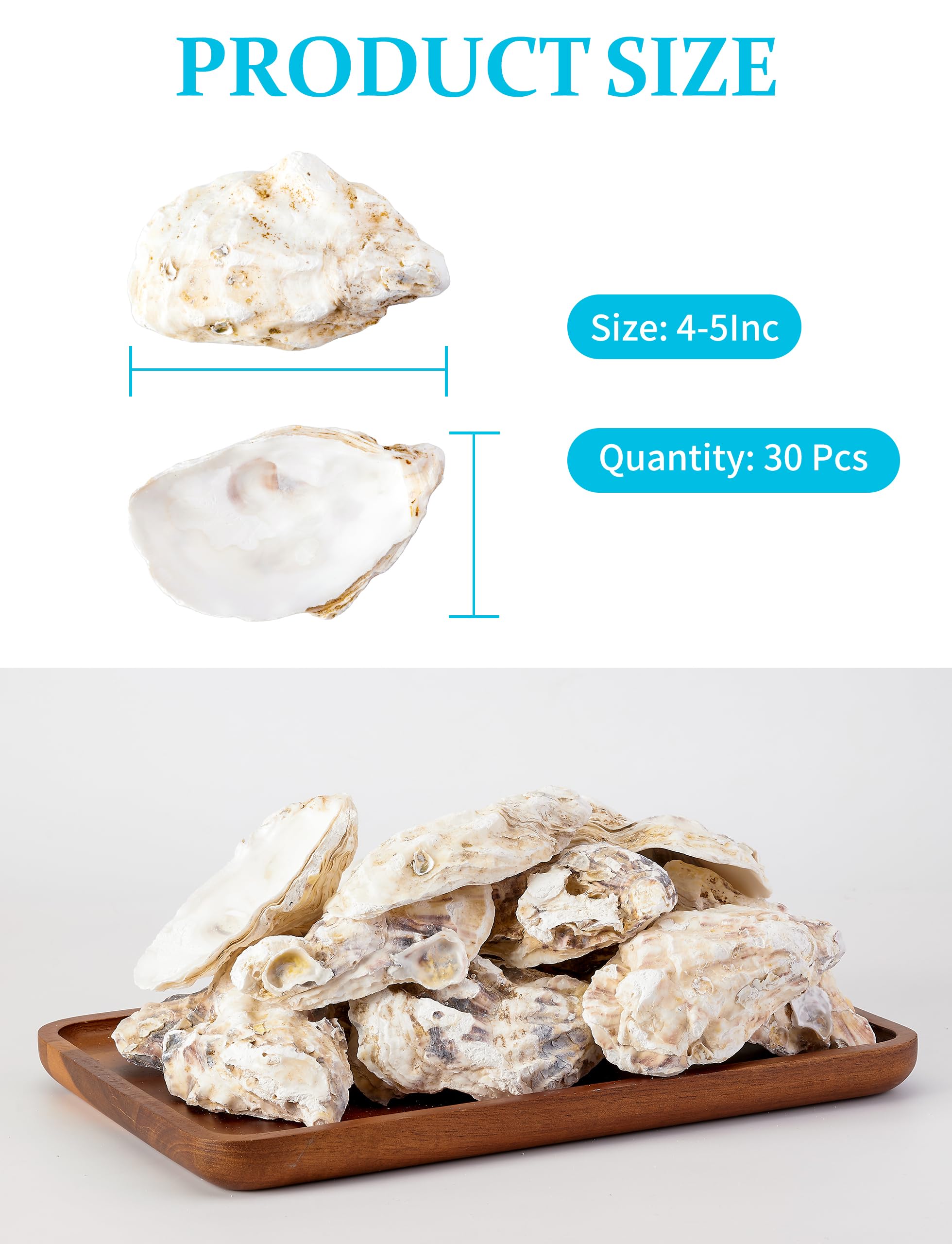 50 Coquilles D'huîtres Pré-percées Pour Artisanat - Taille 2-4 Pouces - Fait Main - États-Unis