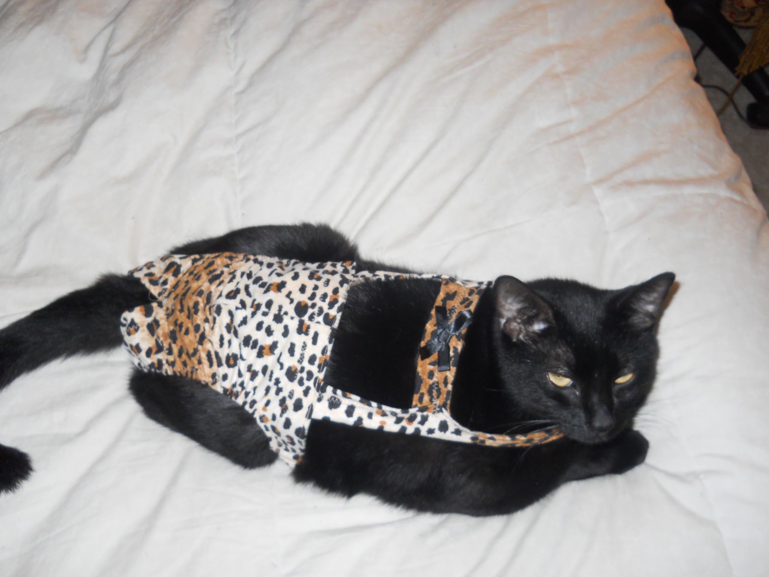 Leopard Small Cat Piddle Pants (for Cats Measuring 13-15 Inches Collar to Tail Base)