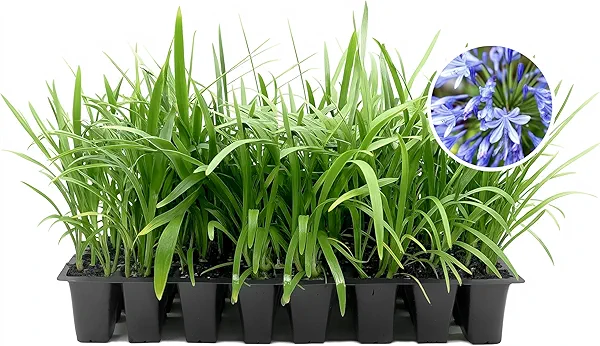 Blue Agapanthus Africanus Lily of The Nile | 30 Live Plants | Easy Care, Perennial Blooms, Attracts Pollinators, Drought Tolerant, Garden Borders, Ornamental Foliage, Summer Flowers