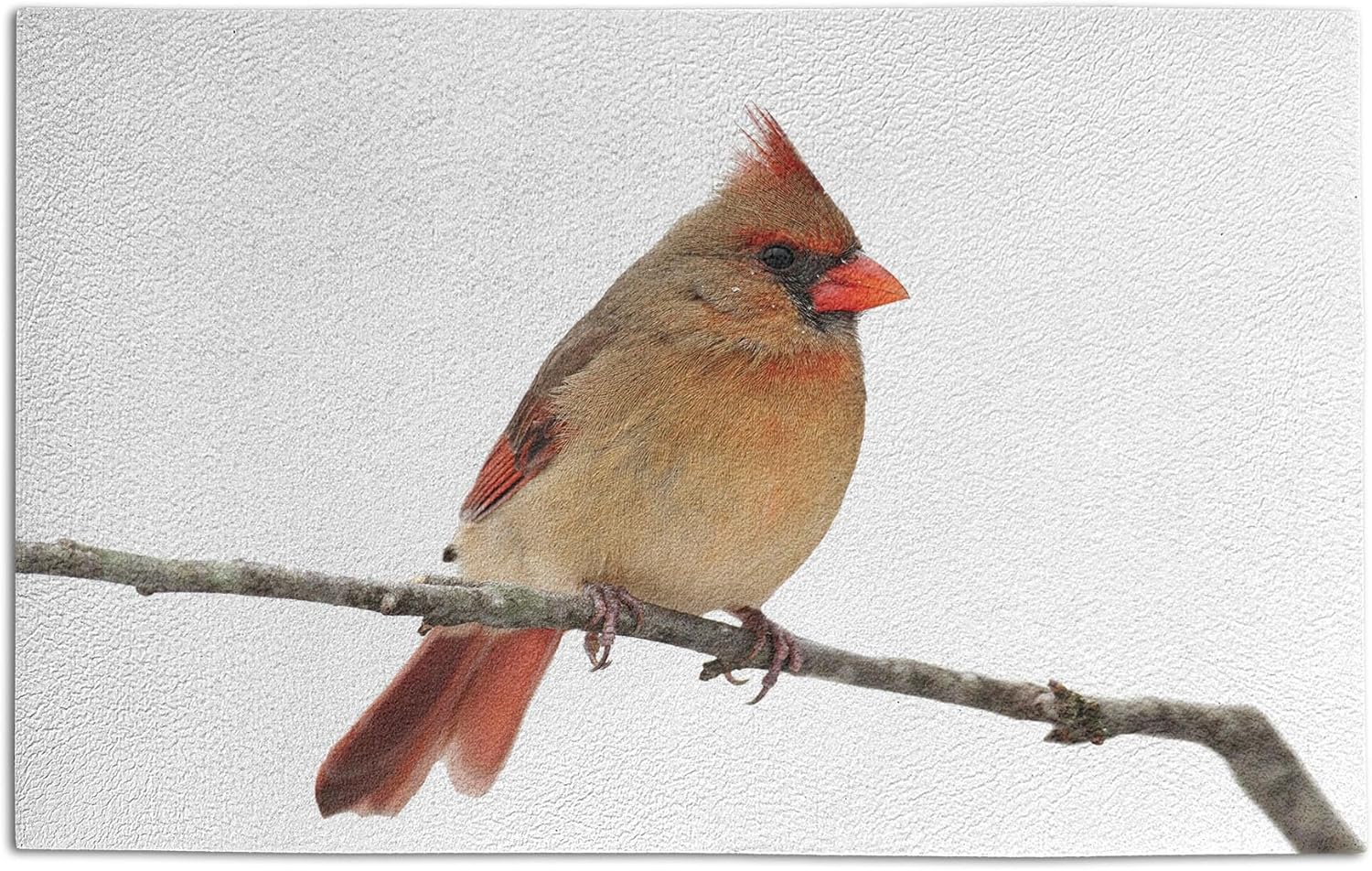 Ambesonne Cardinal Doormat, Wildlife Wings Modish Songbird Northern Flying Animal Winter Season, Decorative Polyester Floor Mat with Non-Skid Backing, 30 X 18, White Almond and Umber