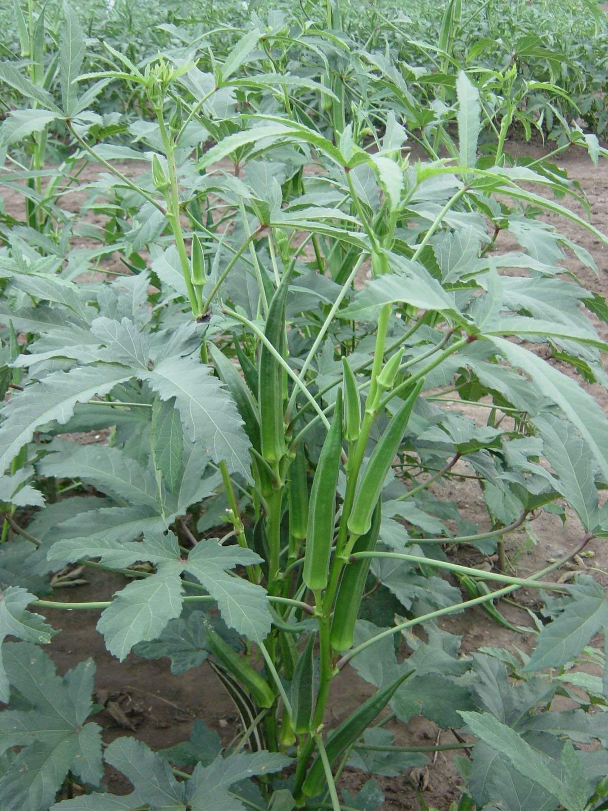 Go Green Okra, Bhindi Desi Anamika Seeds (Pack of 50 Seeds) (B00KT03TCC) Amazon Price History, Amazon Price Tracker