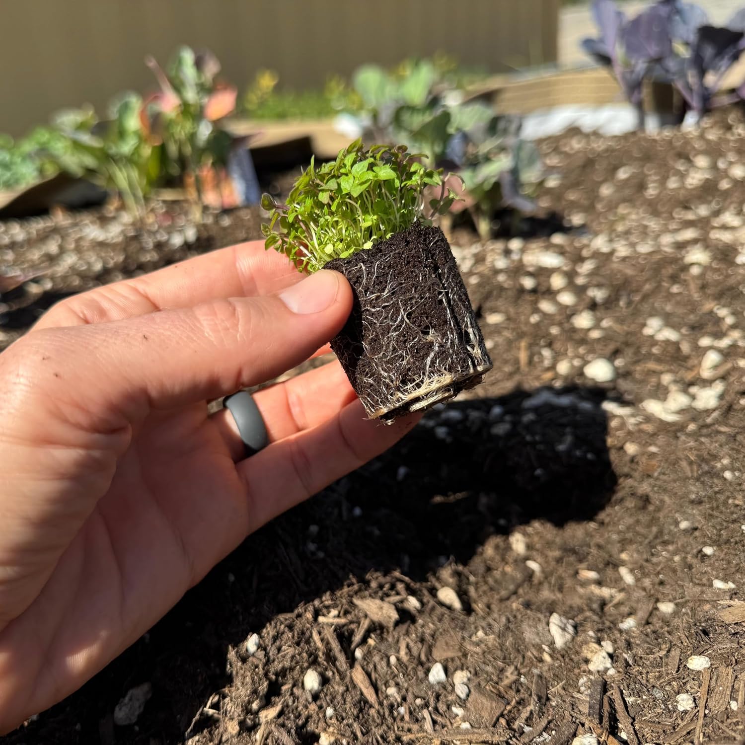 Mint Seedlings: Ready-to-Plant, Starts, Starters, Plugs, Garden Ready, Live Plants, Transplants, Pre-Sprouted, Soil & Hydroponic Gardens (6 seedlings)