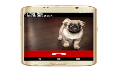 French Bulldog Fake Call Prank ( Funny Frenchie Pet Calling Prank ) - Gag Fake Call From Frenchies