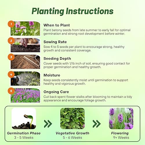 Miniatura 4 de Outsidepride Stachys Officinalis - Planta de jardín de hierbas de madera morada Betony Bishopswort, 1000 semillas