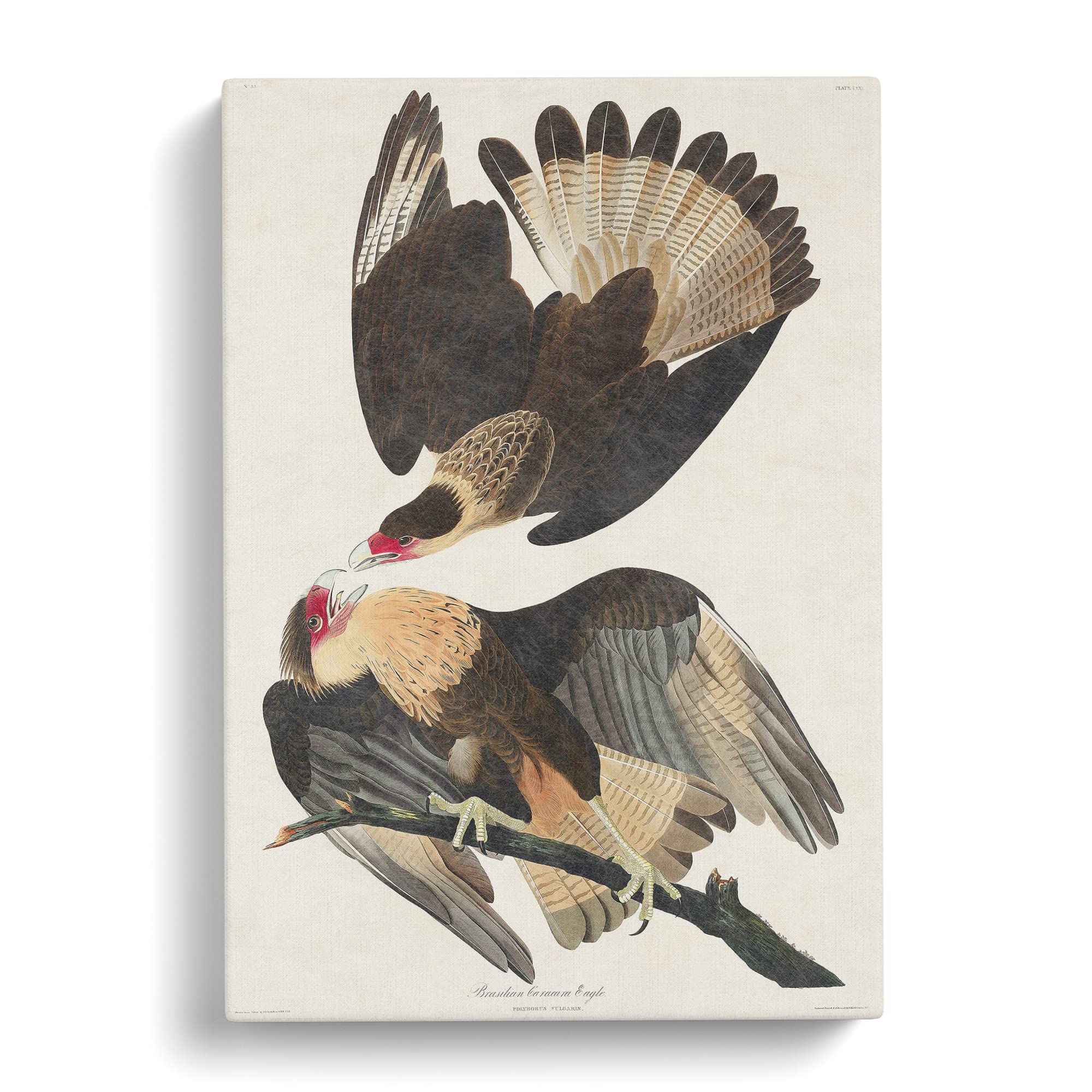 Brasilian Caracara Eagle By John James Audubon Canvas Print, Mixed, 25L x 50W cm - Image 2
