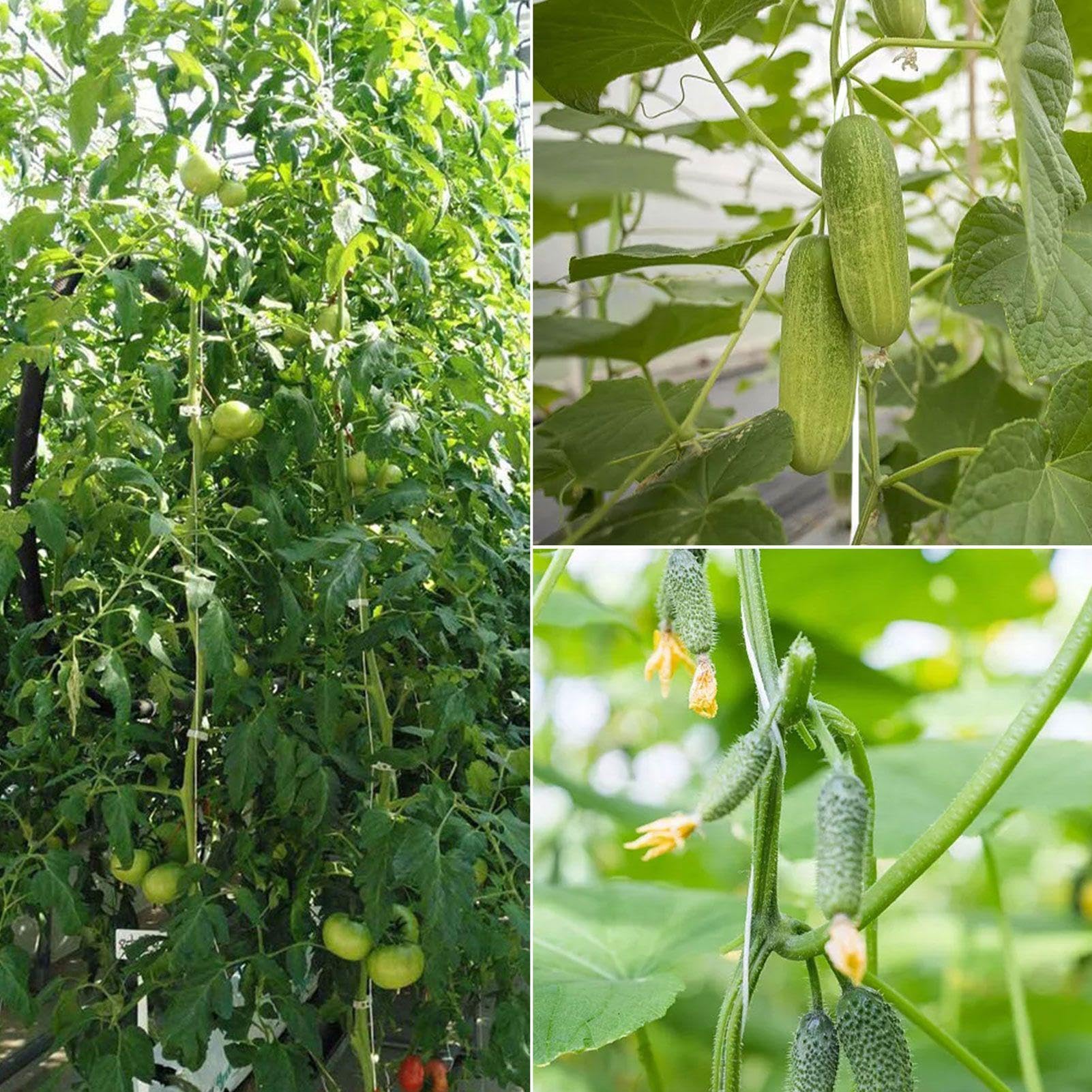 Generico Ganci per Pomodori con Corda e Clip Resistenti | 40 Pezzi Ganci da per Piante Rampicanti Per Cetrioli, Frutta, Colture, Interno Ed Esterno, Giardino, Fattoria, Patio, Serra