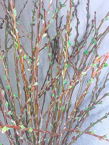 Decoración de jarrón vivo, ramas de sauce vivas y en crecimiento, no incluye jarrón, crecen en agua durante semanas, decoración de mesa, decoración