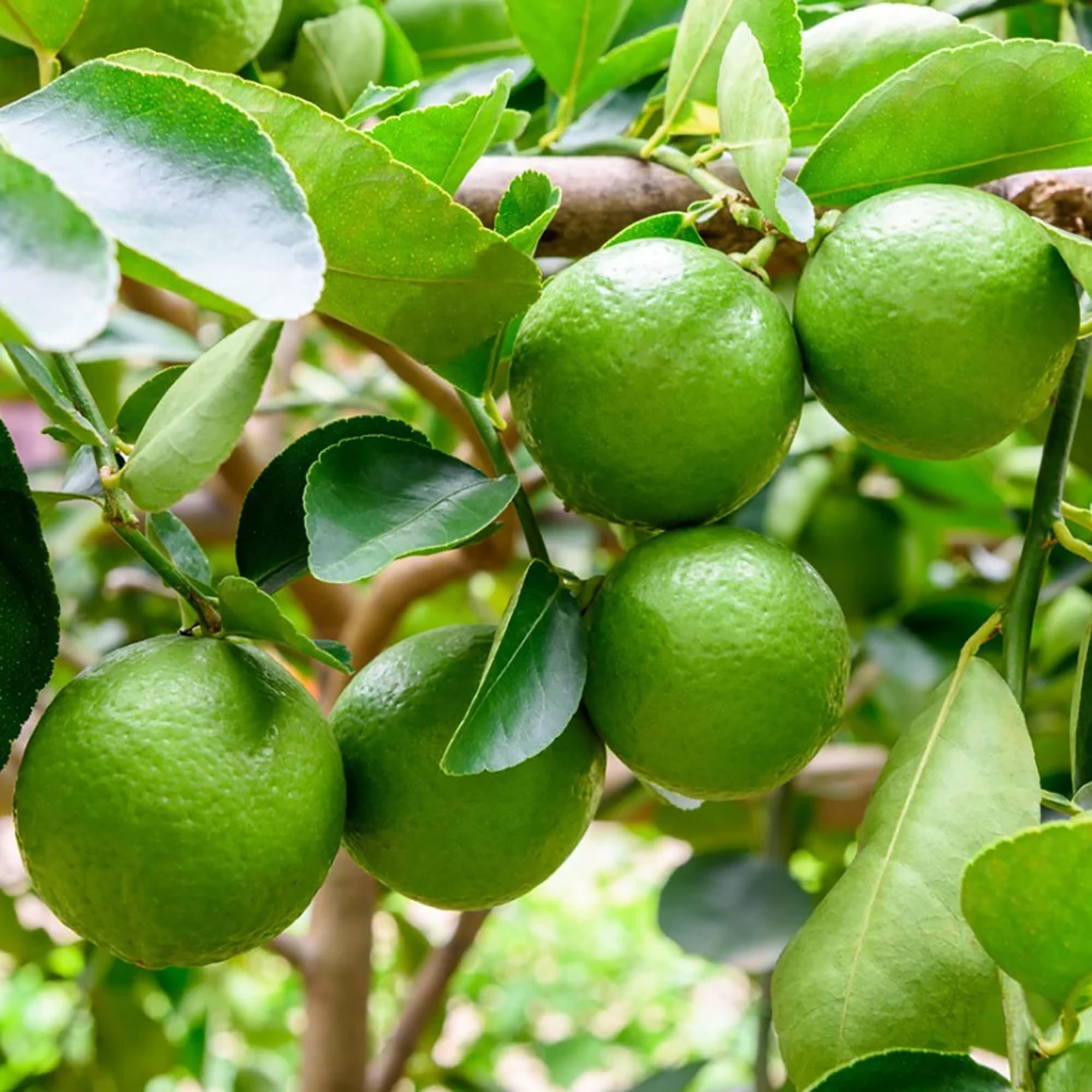 Amazon.com : QAUZUY GARDEN 5 Key Lime Tree Seeds, Acid Lime, West
