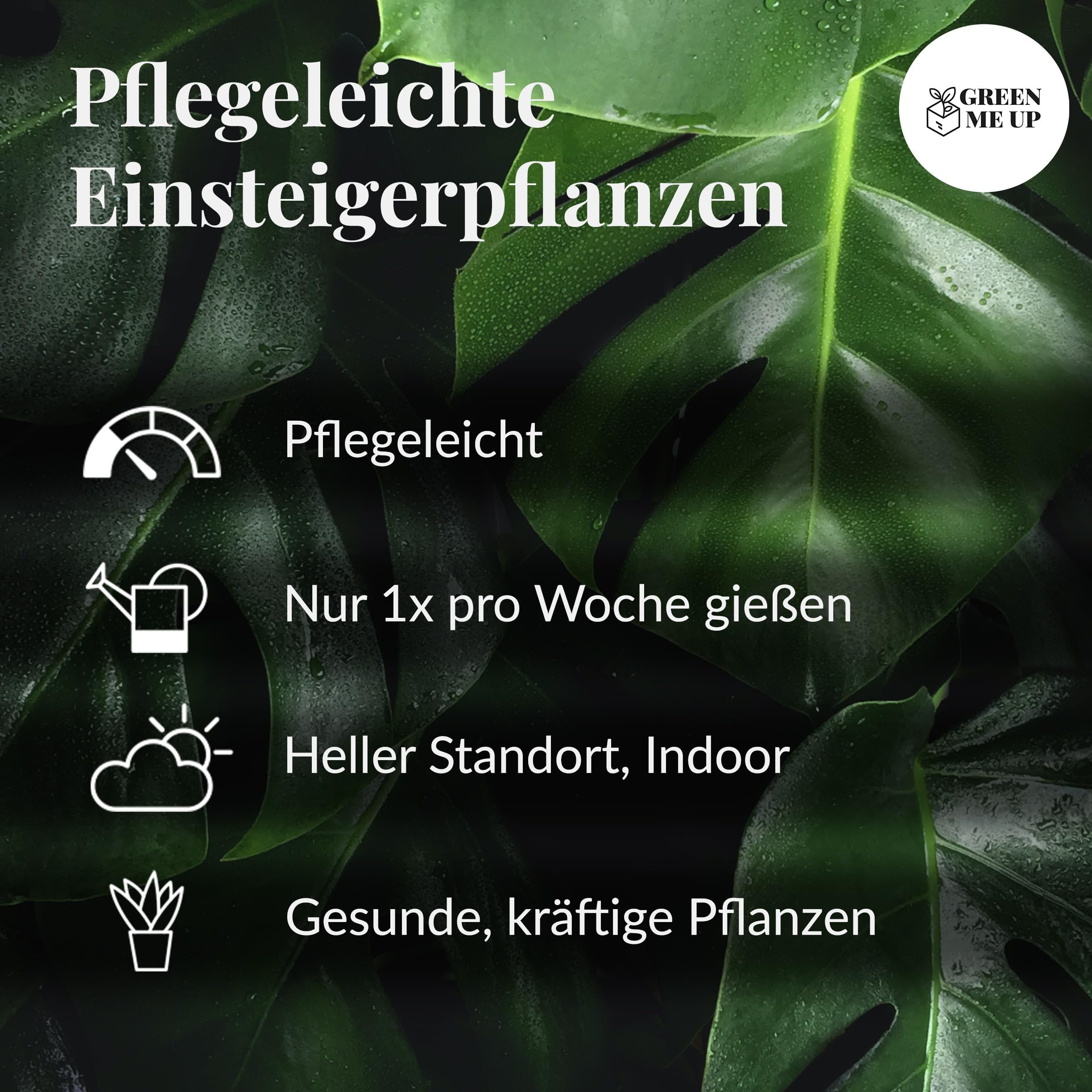 4er Zimmerpflanzen Set mit Übertöpfen – Bergpalme, Monstera, Philodendron Birkin, Glücksfeder – pflegeleicht, luftreinigend – Höhe 20–70 cm, Töpfe 10,5–17 cm – frisch aus der Gärtnerei