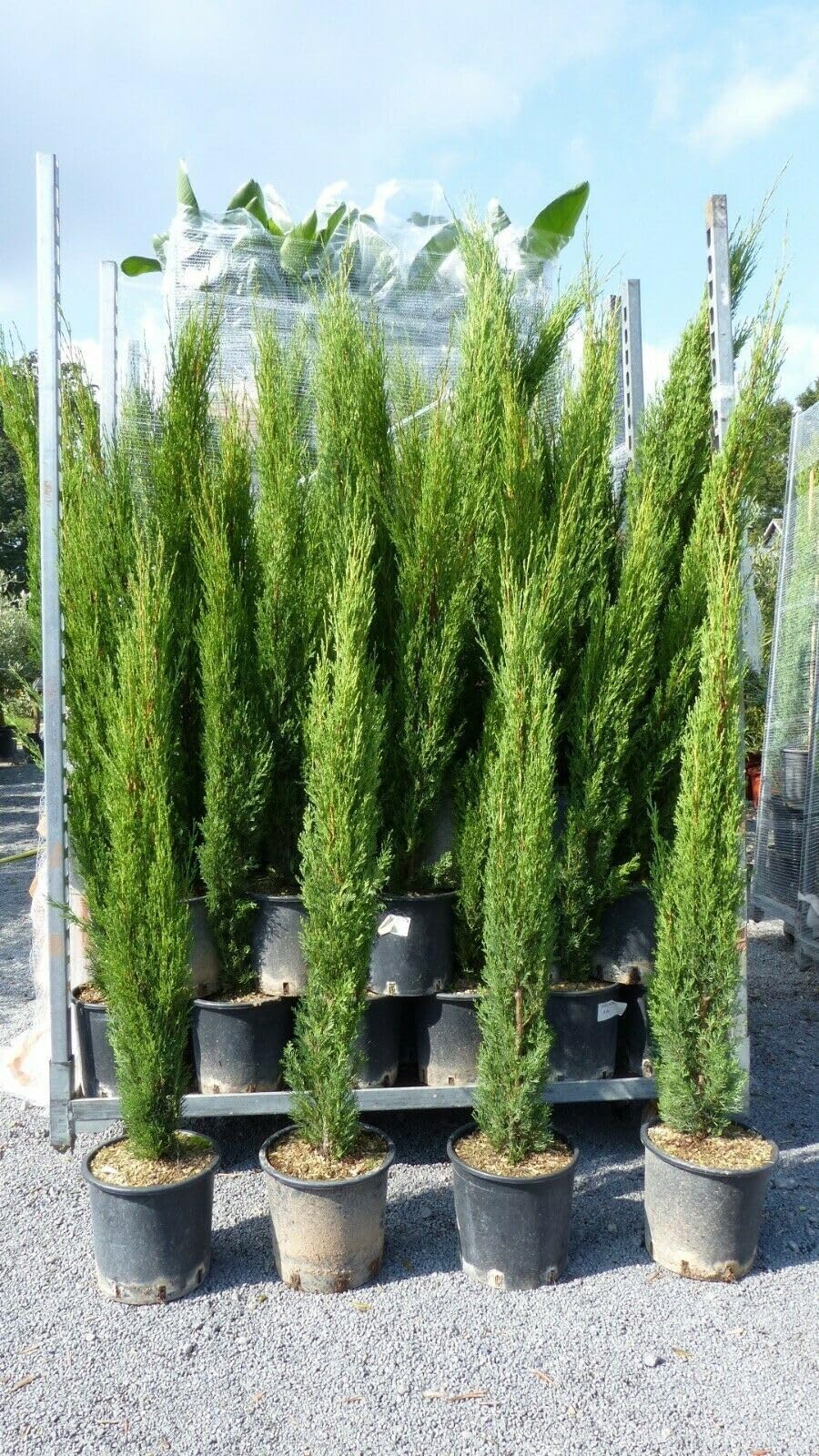 Cipresso toscano "Cupressus sempervirens Totem" pianta sempreverde in vaso ø28 cm h. 160/180 cm Vivaio di Castelletto