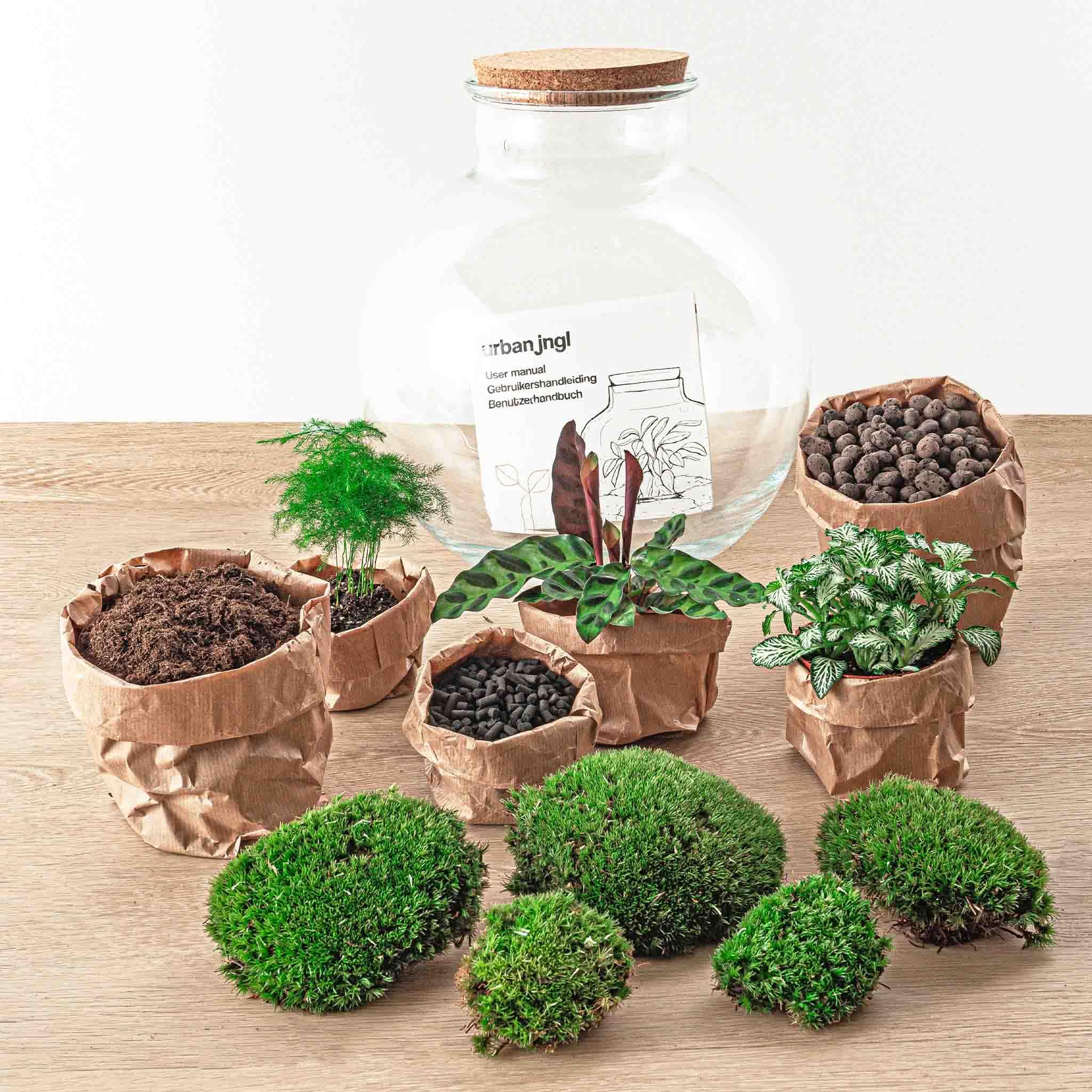 Terrarium do roślin • Bolder Bob • roślina ekosystemowa • ↑ 30 cm – DIY – kompletny zestaw terrarium – terrarium do roślin – urbanjngl | terrarium + grabie + łopatka