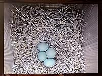 Review Image by CommonSenseAl CommonSenseAl