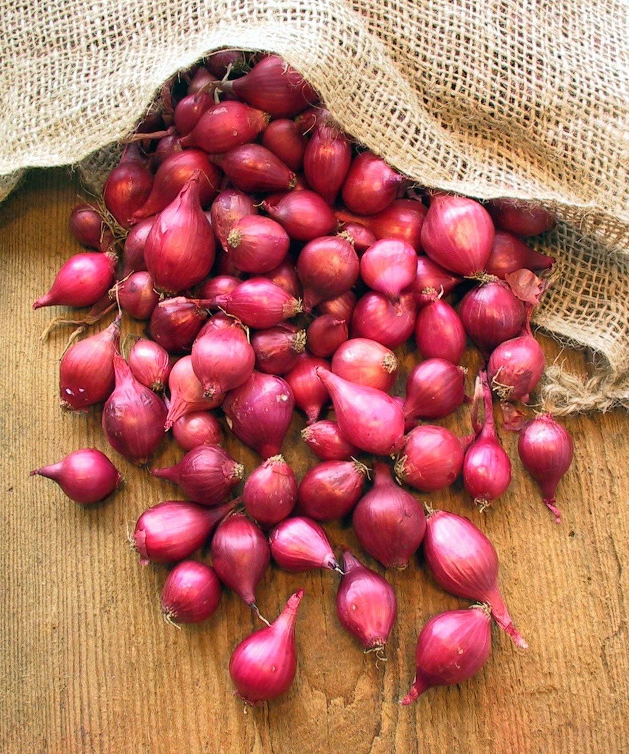 Red Onion Seeds for Planting, Onion Sets of 70 Bulbs