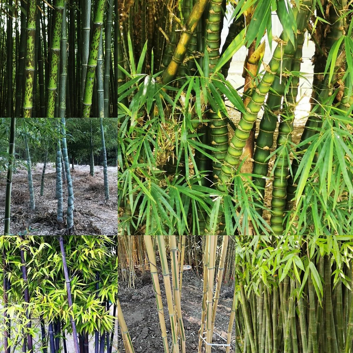 100 piezas Semillas de bambú resistentes Comprar árboles bonsais Semillas de bambú de rápido crecimiento. plantar semillas de jardín lo mejor de Cobertura del suelo perenne resistente