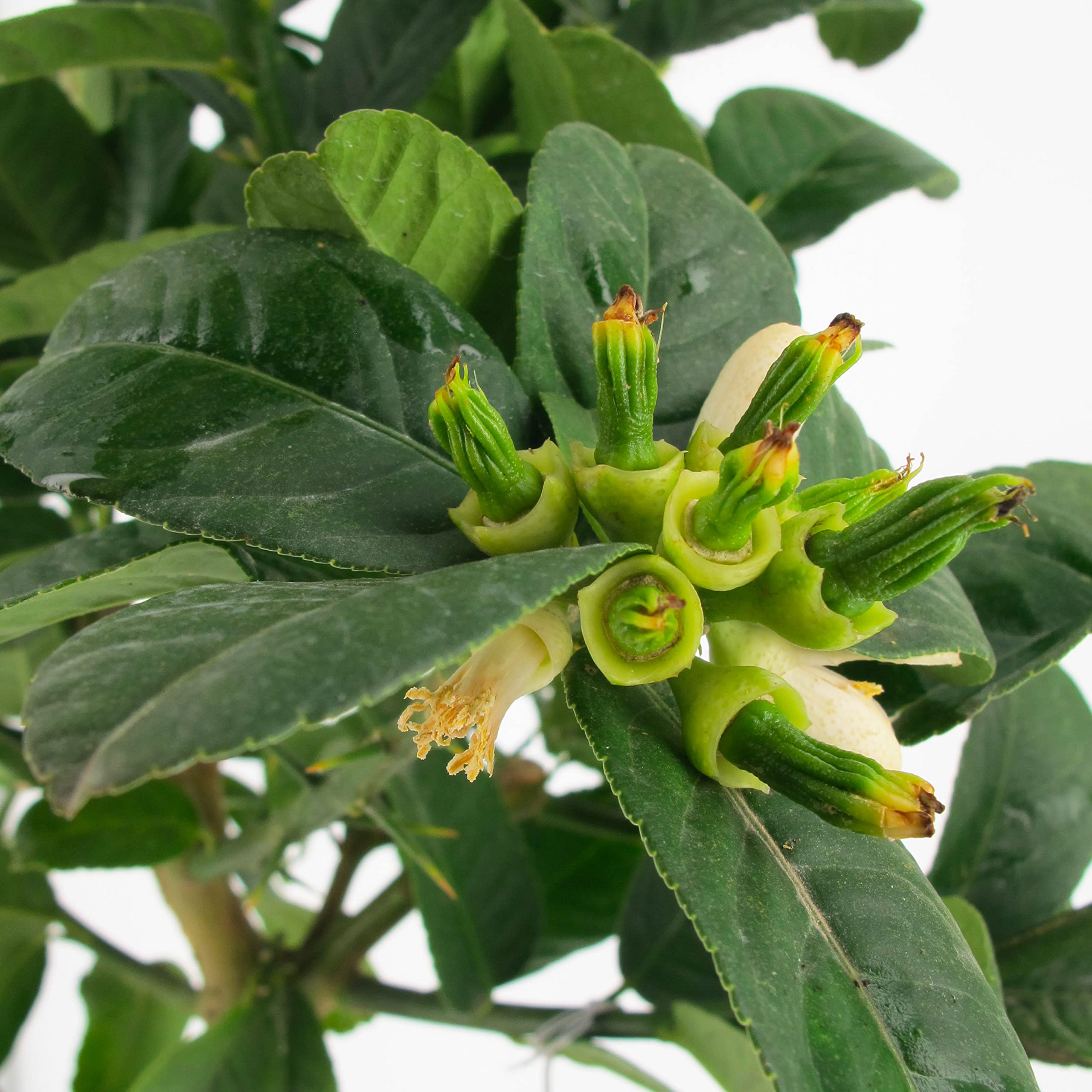 KENTIS - Mano de Buda de Cítricos - Plantas de Cítricos Auténticos - Árboles Frutales de Jardín - Plantas Frutales de Exterior - H 70-80 cm Maceta Ø 20 cm
