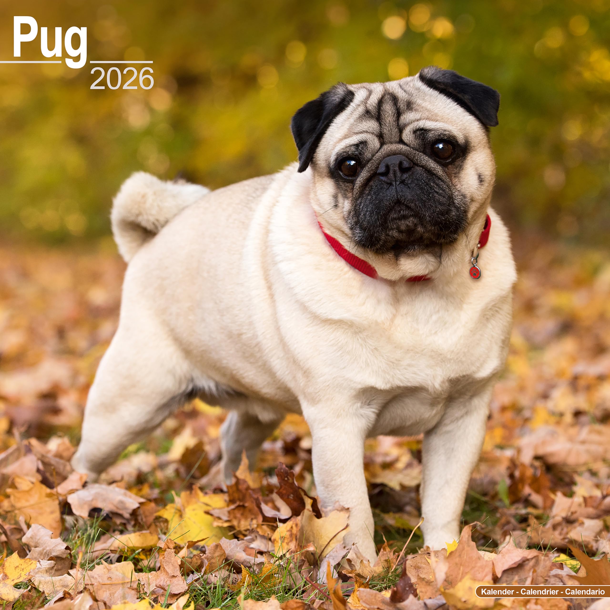 Pug 2026 Calendar | Square Wall Calendar | Dog Breed Gift | Plastic Free Packaging | by Avonside Publishing