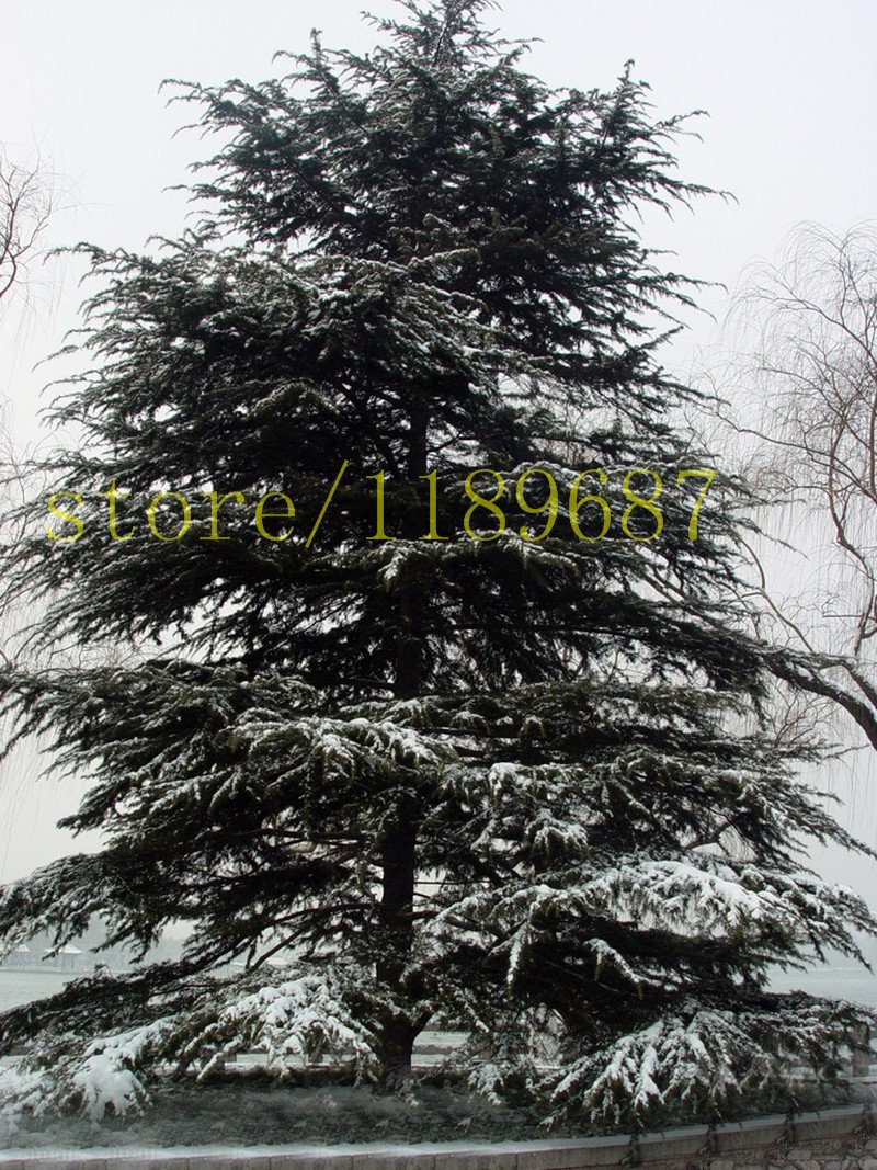 100pcs Cedar Tree Seeds Evergreen Forest Seed Woody Perennial, Cedar Potted Plants Bonsai Pine Tree Seeds for Home & Garden