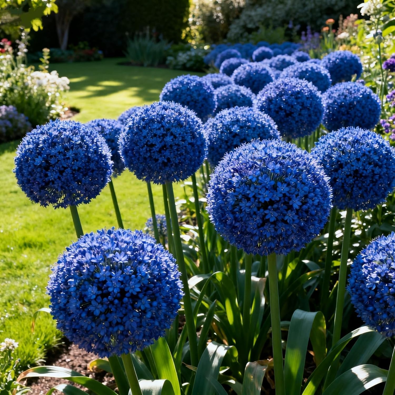 Perennial,Giant Allium for Planting Now UK,Hardy, Easy Plant-Professional for Beautiful Garden Displays-3 Root-J