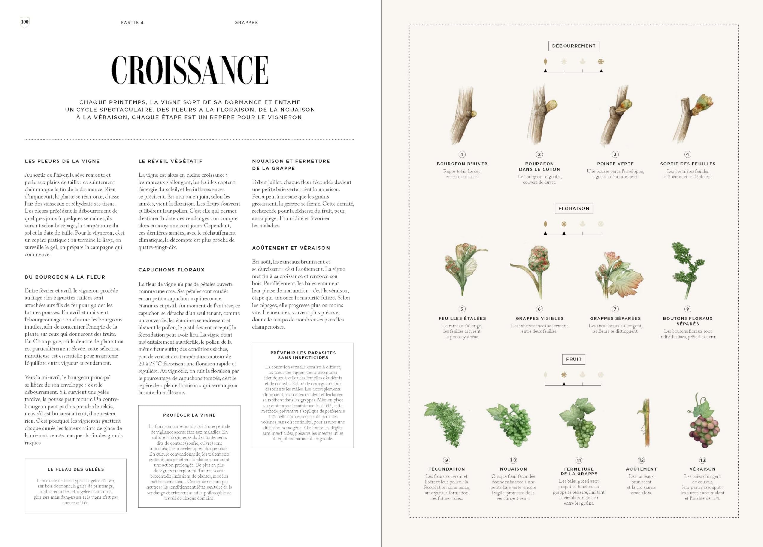 Champagne: Fabriquer le vin le plus célèbre au monde