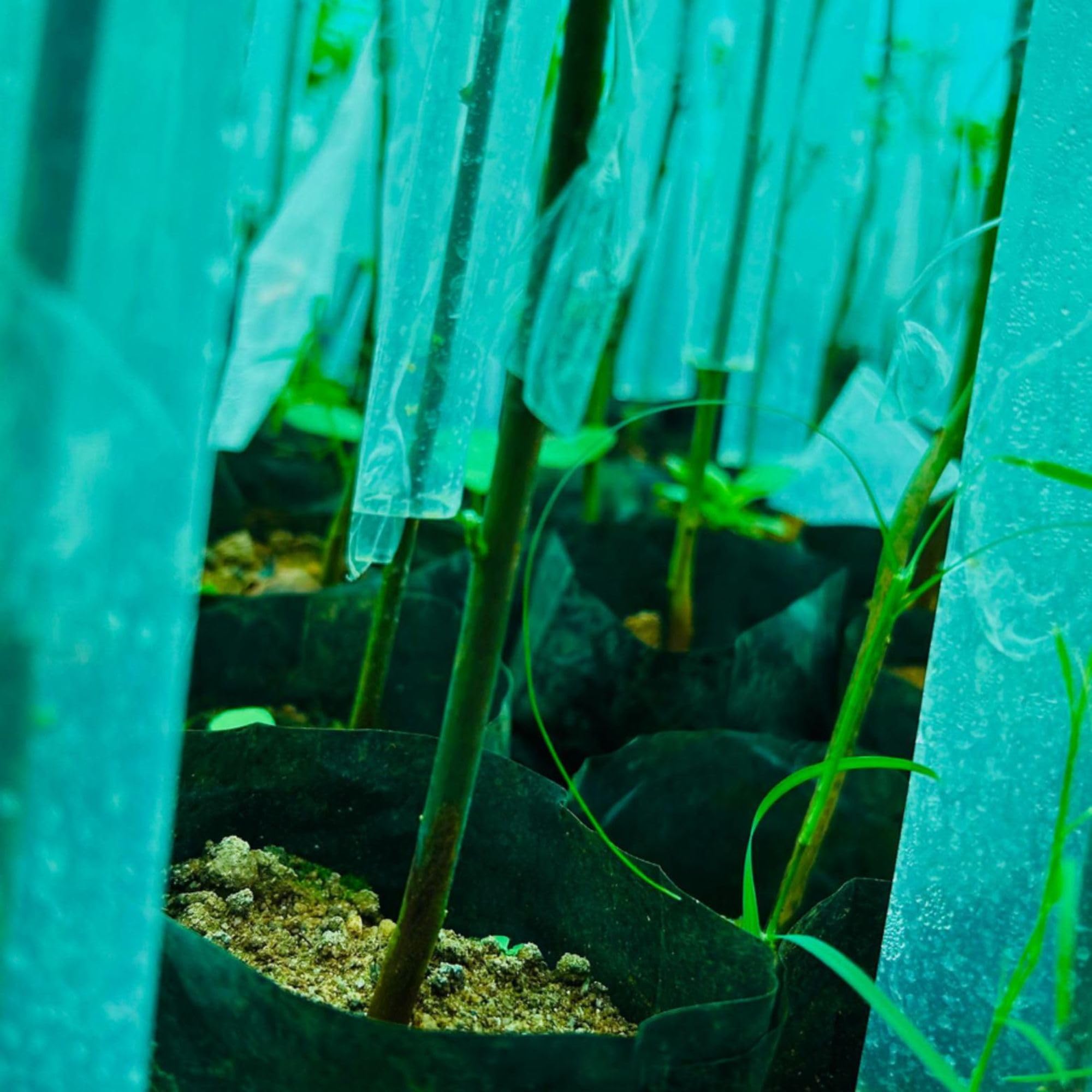 AgriVision Grafting Cover 2 x 10 Inch | Transparent Plant Wrap for Nursery, Garden & Outdoor Use [ Pack of 50 ]