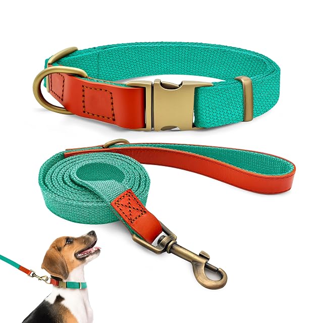 Set de Collar y Correa 152cm para Perros M (32-50cm) Nailon (Cian)