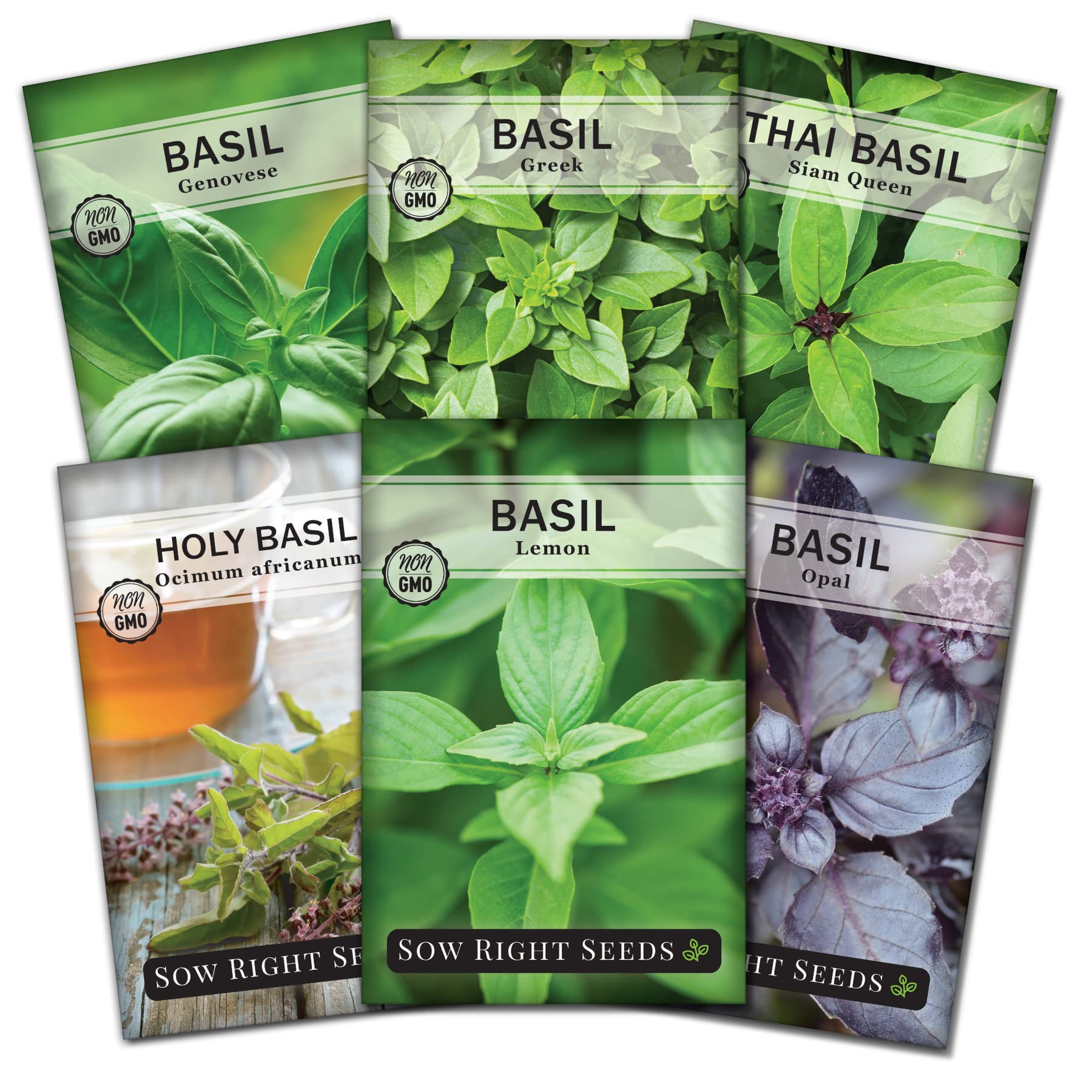 Sow Right Seeds - Large Basil Seed Collection for Planting - Genovese, Greek, Opal, Thai, and Lemon Basil - Non-GMO Heirloom Packets to Grow Indoors or Outdoor - Kitchen Herb Gardening f1