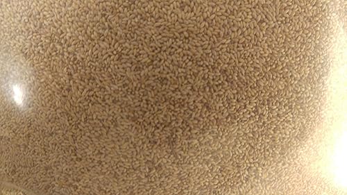 Timothy (Climax) 2,000 semillas, cultivo de cobertura, hierba de heno, ciervos, semillas de parcela de alimentos para vida silvestre