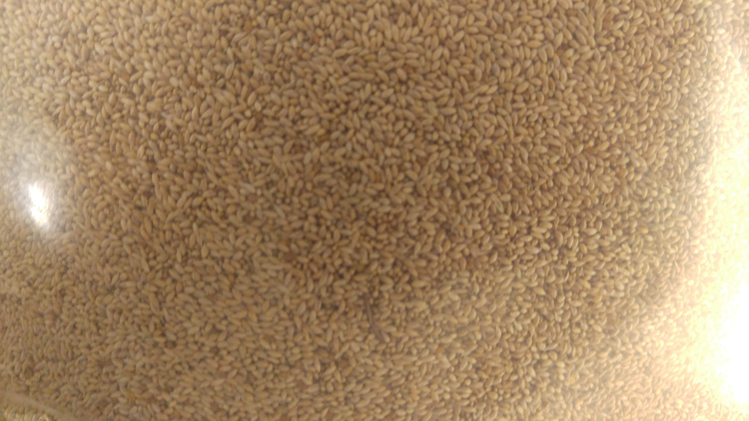 5 lb. Timothy (Climax) Grass Seed, Deer/Wildlife Food Plot Seed, Cover Crop, Hay Production