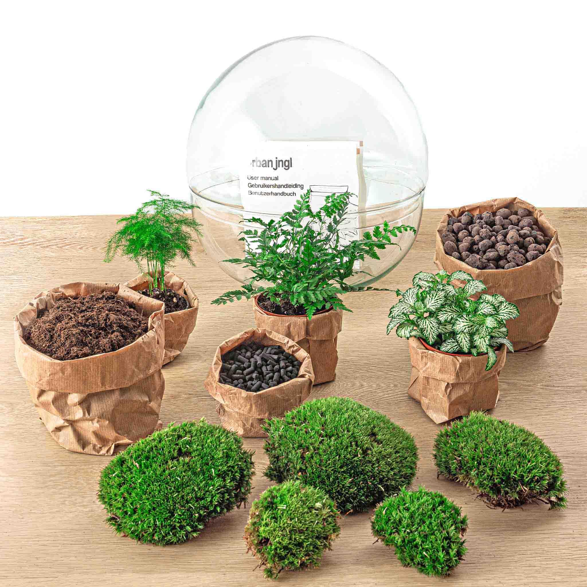 Terrarium do roślin • Drop XL Ficus żeń-szenia bonsai • plan ekosystemu • ↑ 37 cm – kompletny zestaw terrarium – terrarium roślin – miejski | terrarium + grabienie + łopatka + pęseta + nożyczki
