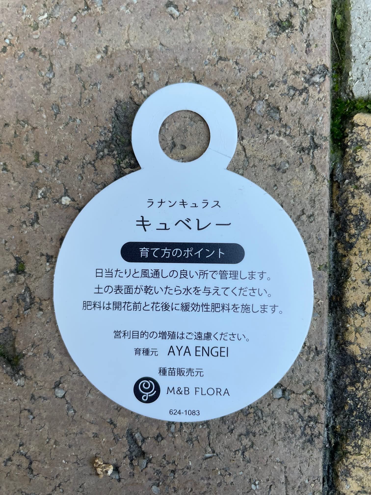 Amazon.co.jp: ネットでも非常に希少なレア品種 【ラナンキュラス