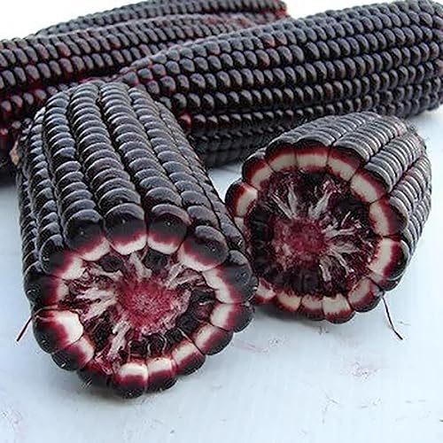 Miniatura 6 de QAUZUY GARDEN Semillas de maíz de pedernal morado, semillas de maíz peruano morado de 1 onza, reliquia y sin OMG, fáciles de cultivar, gran regalo