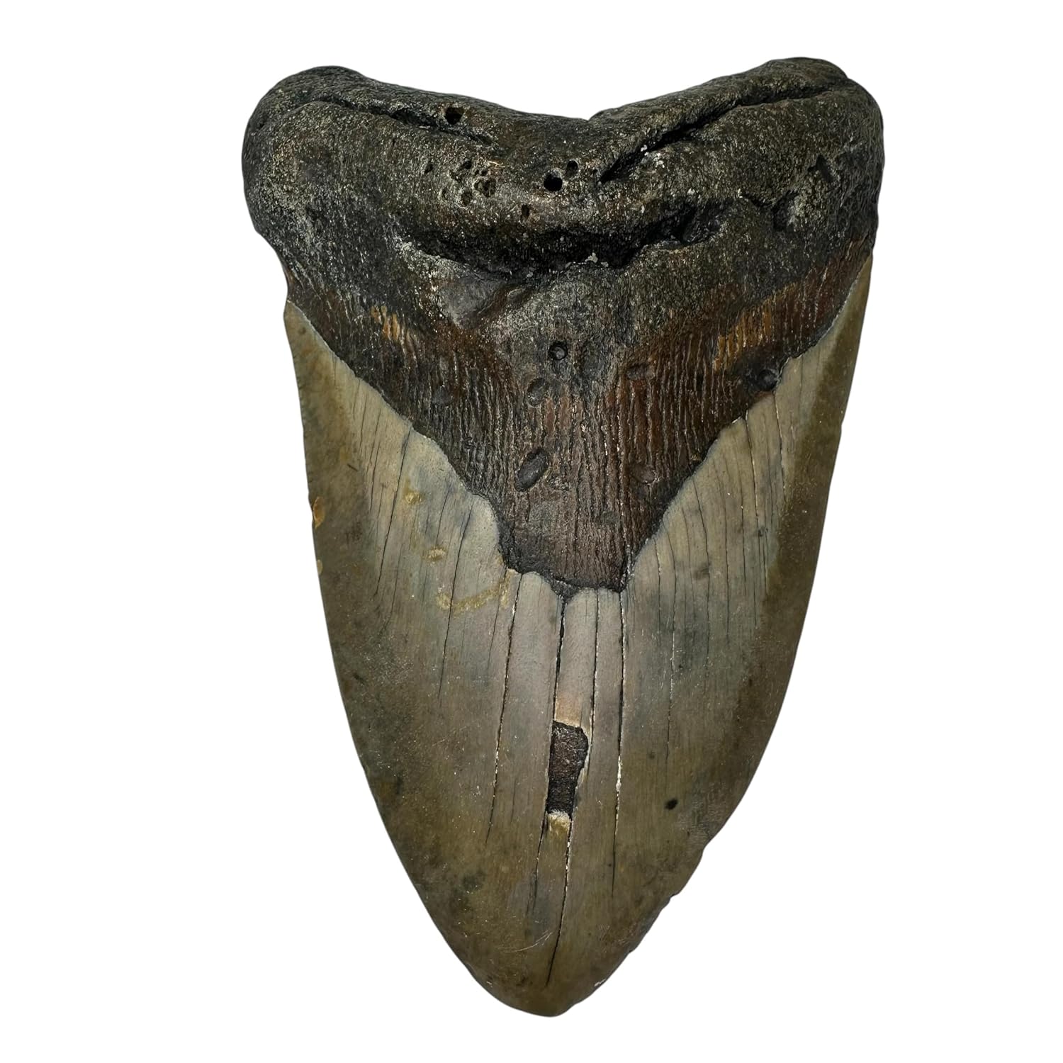 Genuine 5-6 Inch Fossilized Prehistoric Megalodon Tooth from The USA - for Fossil Collections and Education Purposes (Certificate of Authenticity Included) (A1217) (5.02 Inches)