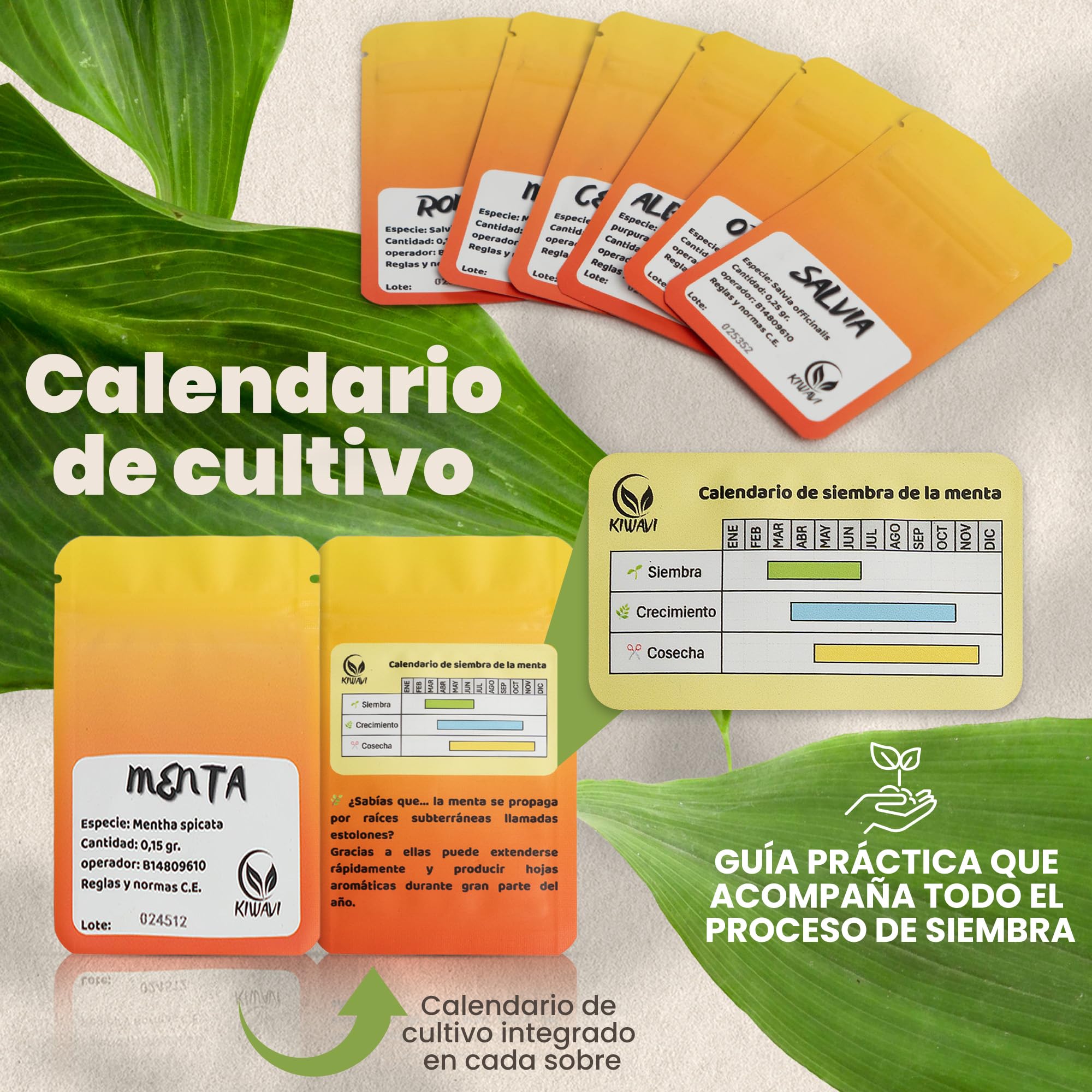 Kit de Cultivo de Plantas Aromáticas Culinarias - Mini Huerto Urbano para Interior con Romero, Menta, Albahaca Morada, Cebollino, Salvia y Orégano | Huerto en Casa