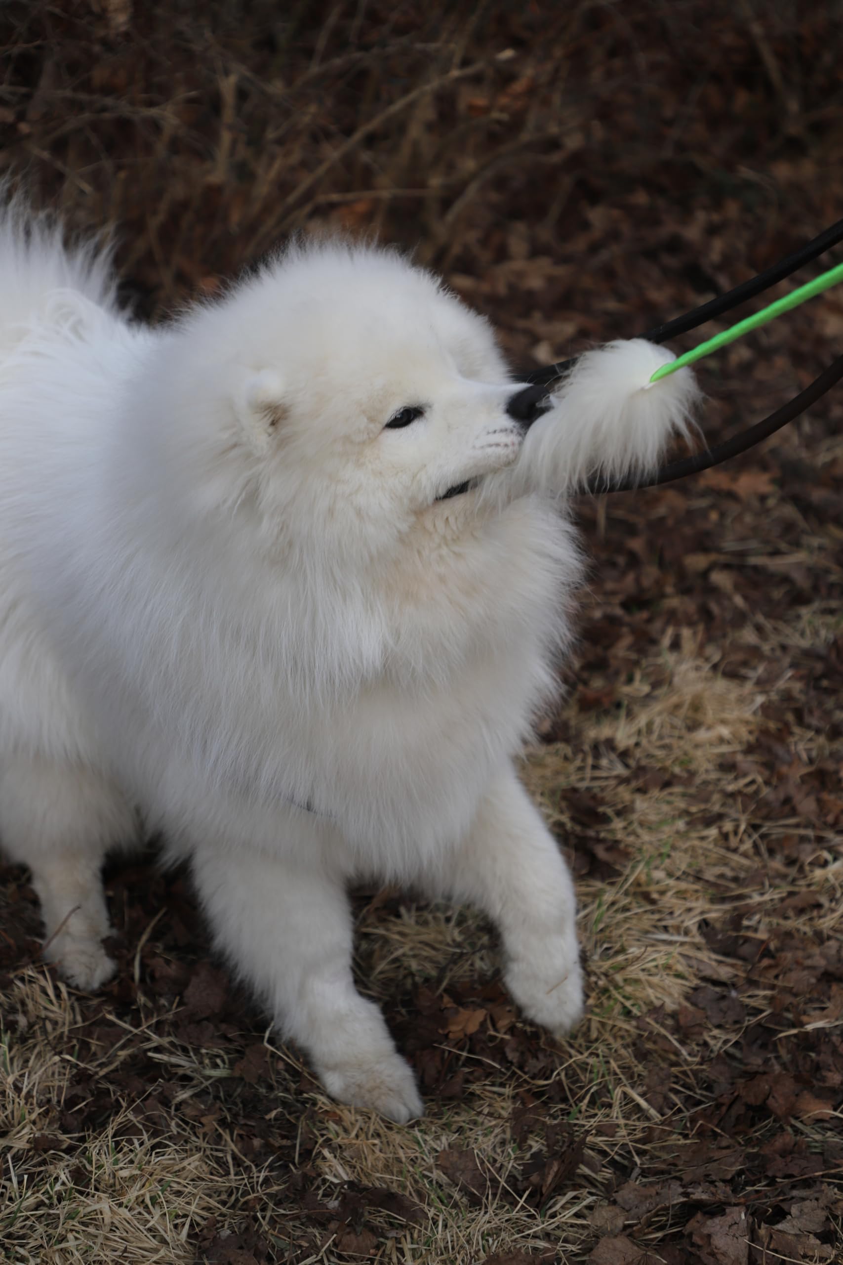 Dingo 15581 - Giocattolo per cani, in pelle di pecora con elastico verde, motivazione agilità, per allenamento e divertimento