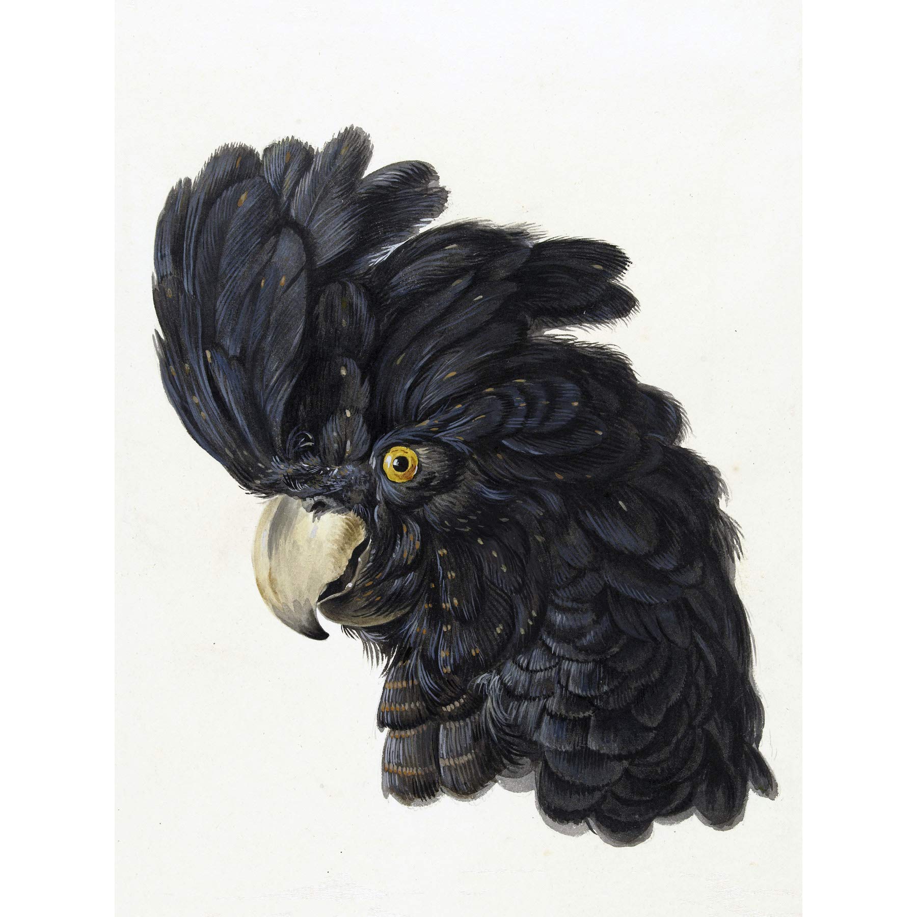 Artery8 Schouman Head Cockatoo Parrot Bird Drawing Premium Wall Art Canvas Print 18X24 Inch