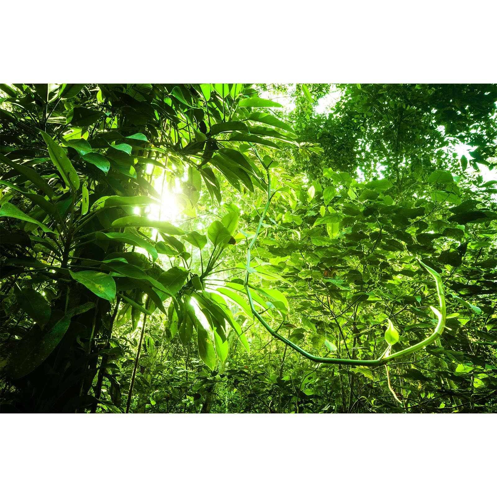 Jungle Aquarium Background Tropical Dense Jungle View Terrarium Background Morning Sun Flare Tropical Plants Fish Tank Background Sun Ray Over Tropical Forest Reptile Habitat Background 48x24in