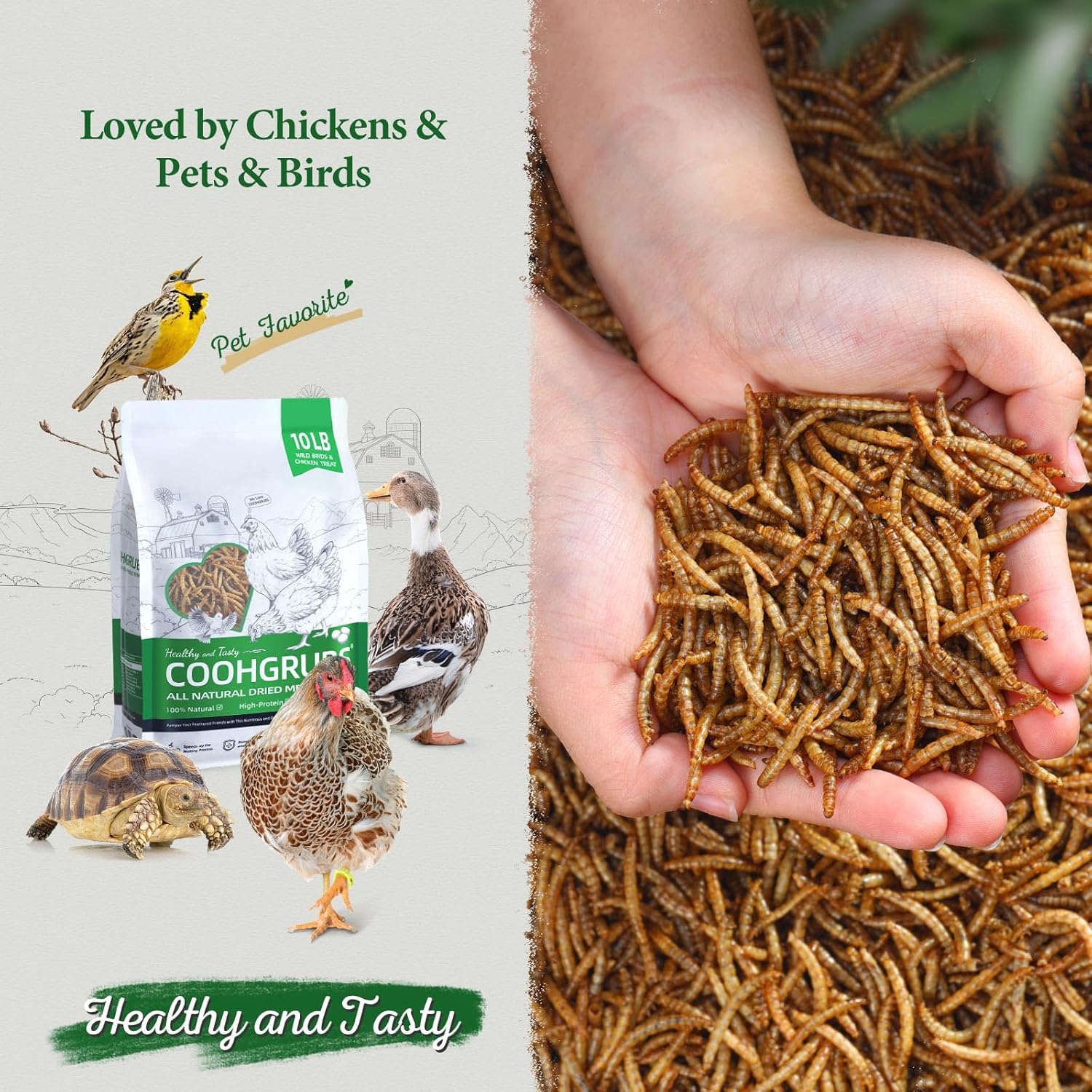 100% Natural Dried Mealworms, Non-GMO Meal Worms for Chickens, Ducks & Wild Birds, High Protein Chicken Treats & Bird Food, 10-lb Box