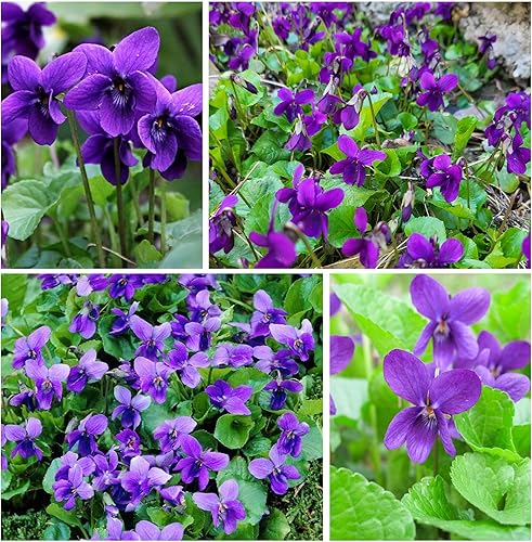Miniatura 3 de Más de 300 semillas de flores perennes de violeta dulce para plantar al aire libre reliquia sin OMG