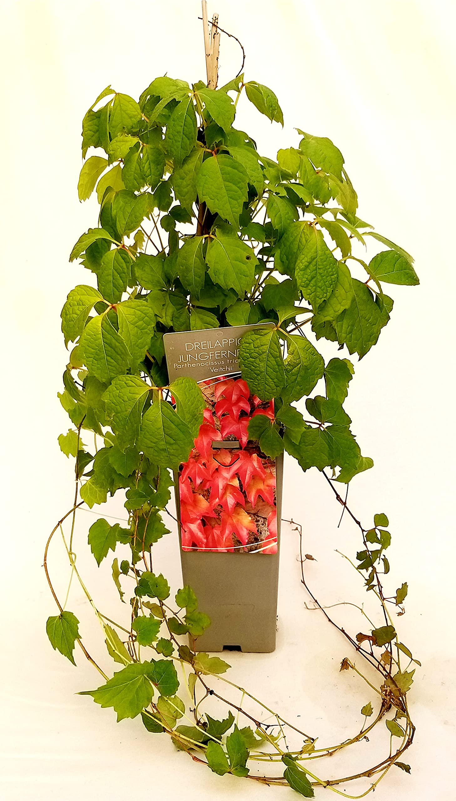Pianta Rampicante Vite Frutta Vegetale Netto Giardino Traliccio Rete Supporto Pianta Decor