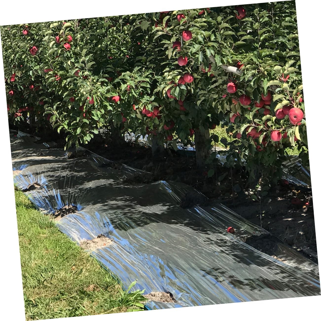 YARNOW Reflective Radiant Barrier Foil Covers Freeze Protection Outdoor Plant Cover Multi-use Insulation Film Emergency Greenhouse Material