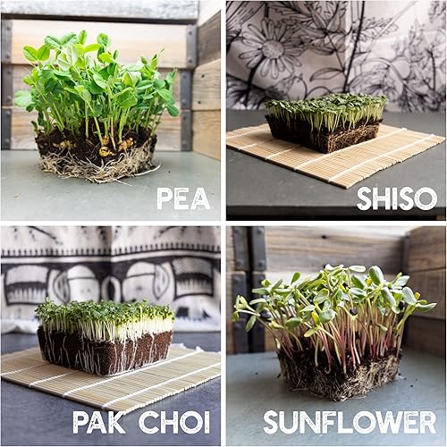 Miniatura 5 de Paquete de 12 semillas de microverdes - Semillas de brócoli para germinar más semillas de rábano morado, remolacha, semillas de microverdes de