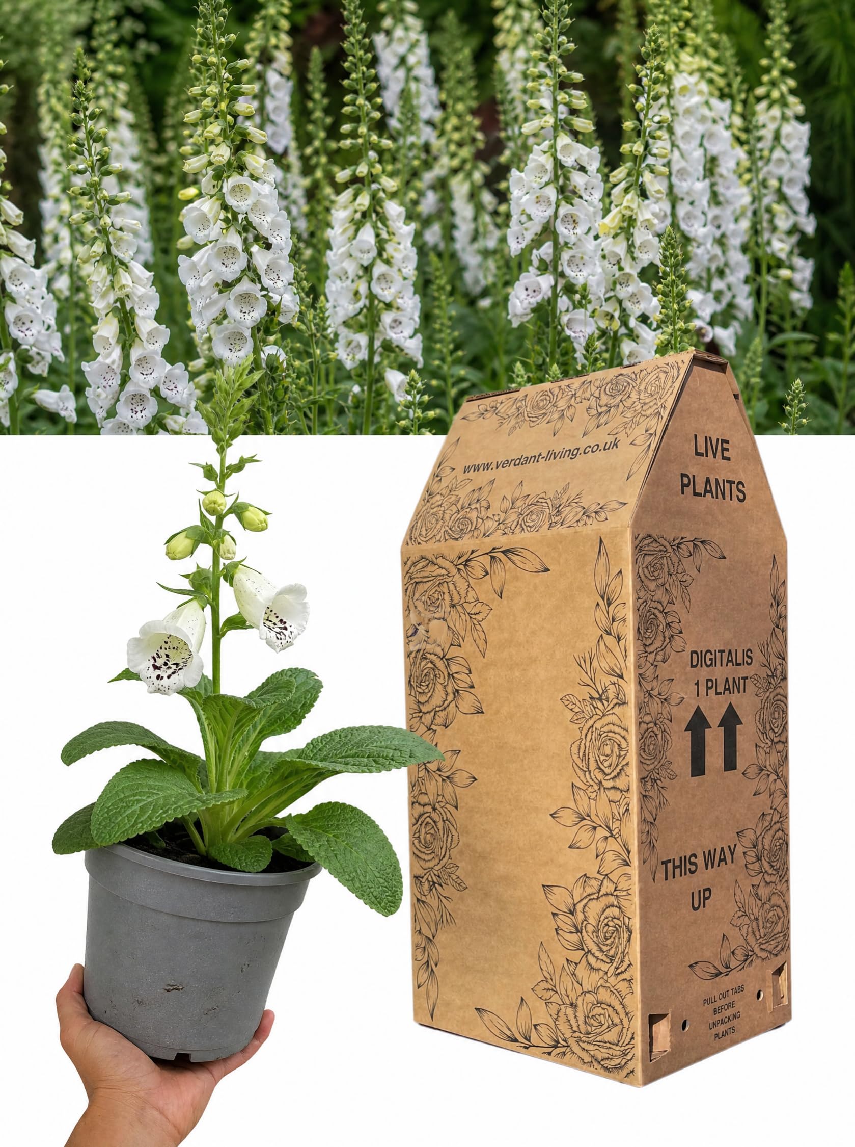 White Foxglove Plant in 2Ltr Pot – Digitalis Dalmatian White, Hardy Perennial Foxglove for Cottage Gardens, Borders, Patio & Containers – Bee Friendly, Pollinator Plants, Tall Flowering, UK Grown