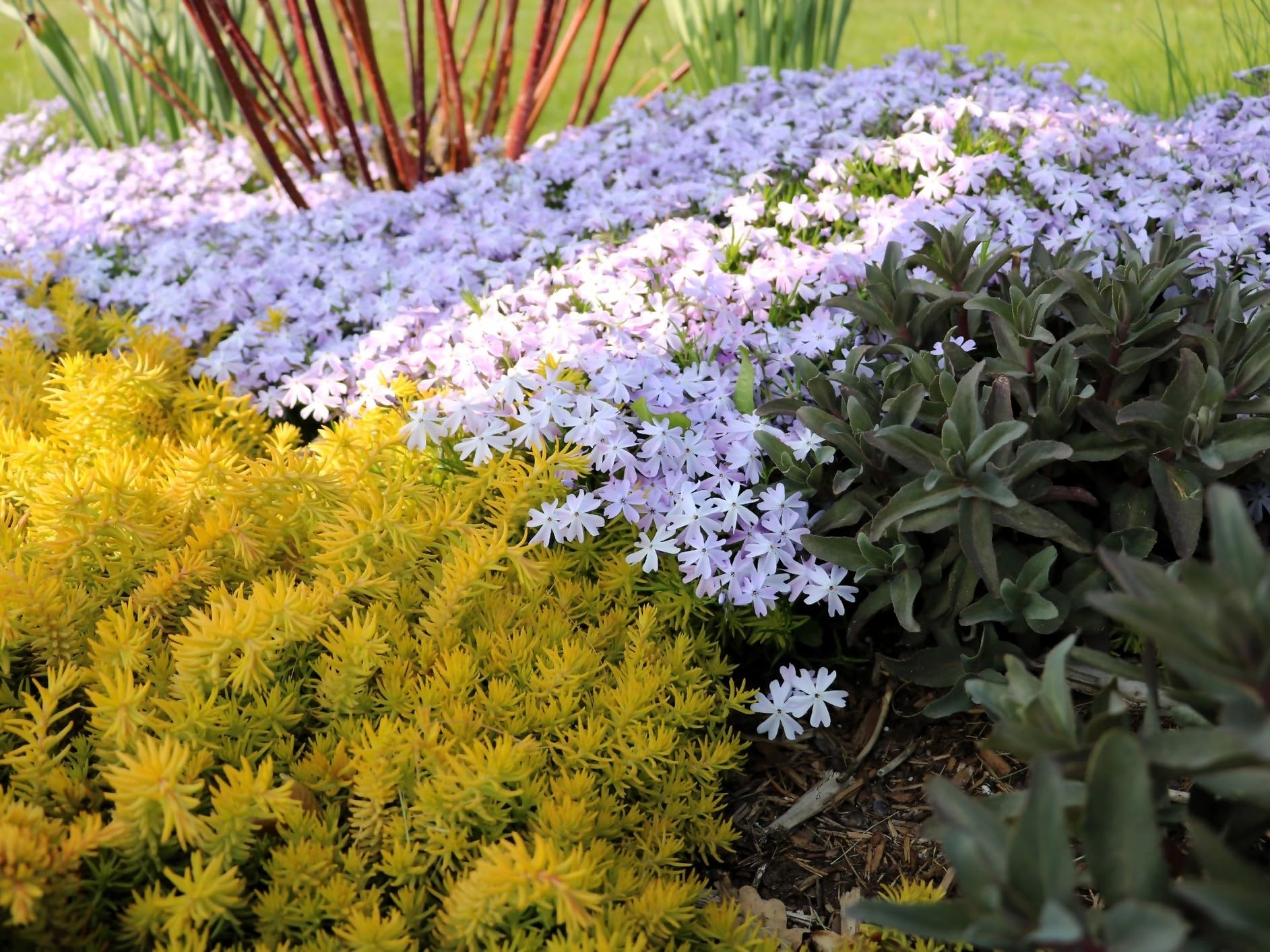 Amazon.com : Greenwood Nursery: Live Ground-Cover Plants - White