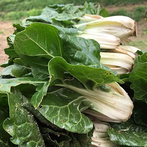 Miniatura 8 de Swiss Acelga Seeds - Lápiz labial rosa - 14 libra - Semillas de verduras, semillas polinizadas abiertas de crecimiento rápido, jardín en contenedores