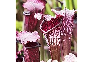 Surracenia purpurea (Purple Pitcher Plant Seed)