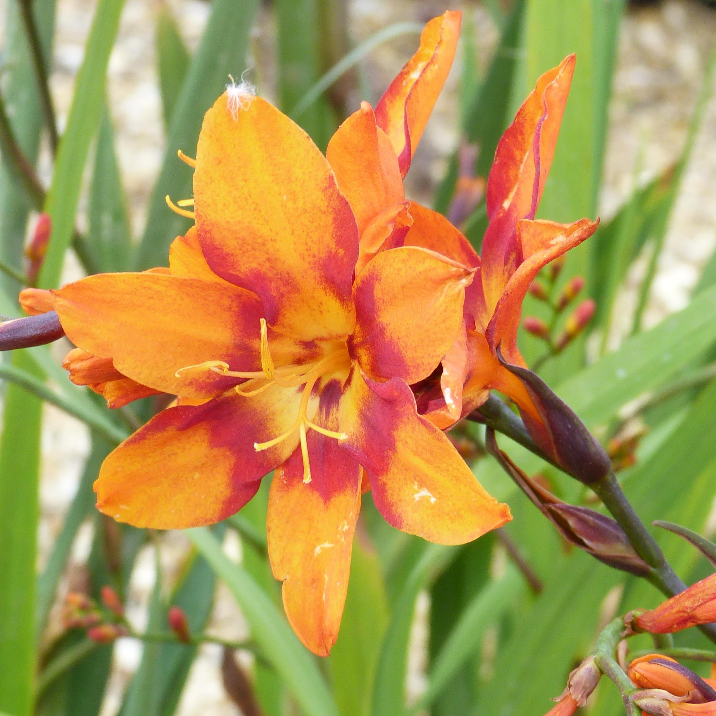 Crocosmia Emily McKenzie, Vivid Orange Flowers with Dark Red Throat, Hardy Border Plant, Easy to Grow, 1x 9cm Pot by Thompson and Morgan
