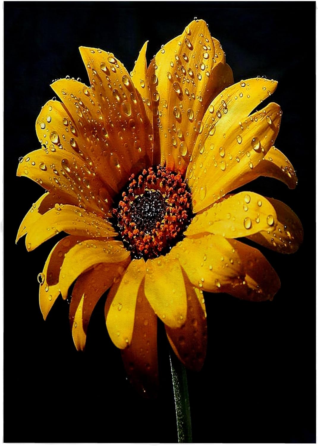 3dRose Dew on Sunflower Against Black Backdrop.jpg 22x30 Bath Hand Pool Towel