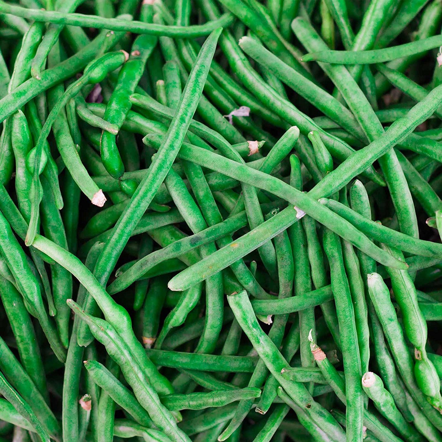 Jade Bush Bean Seed 5 Lb