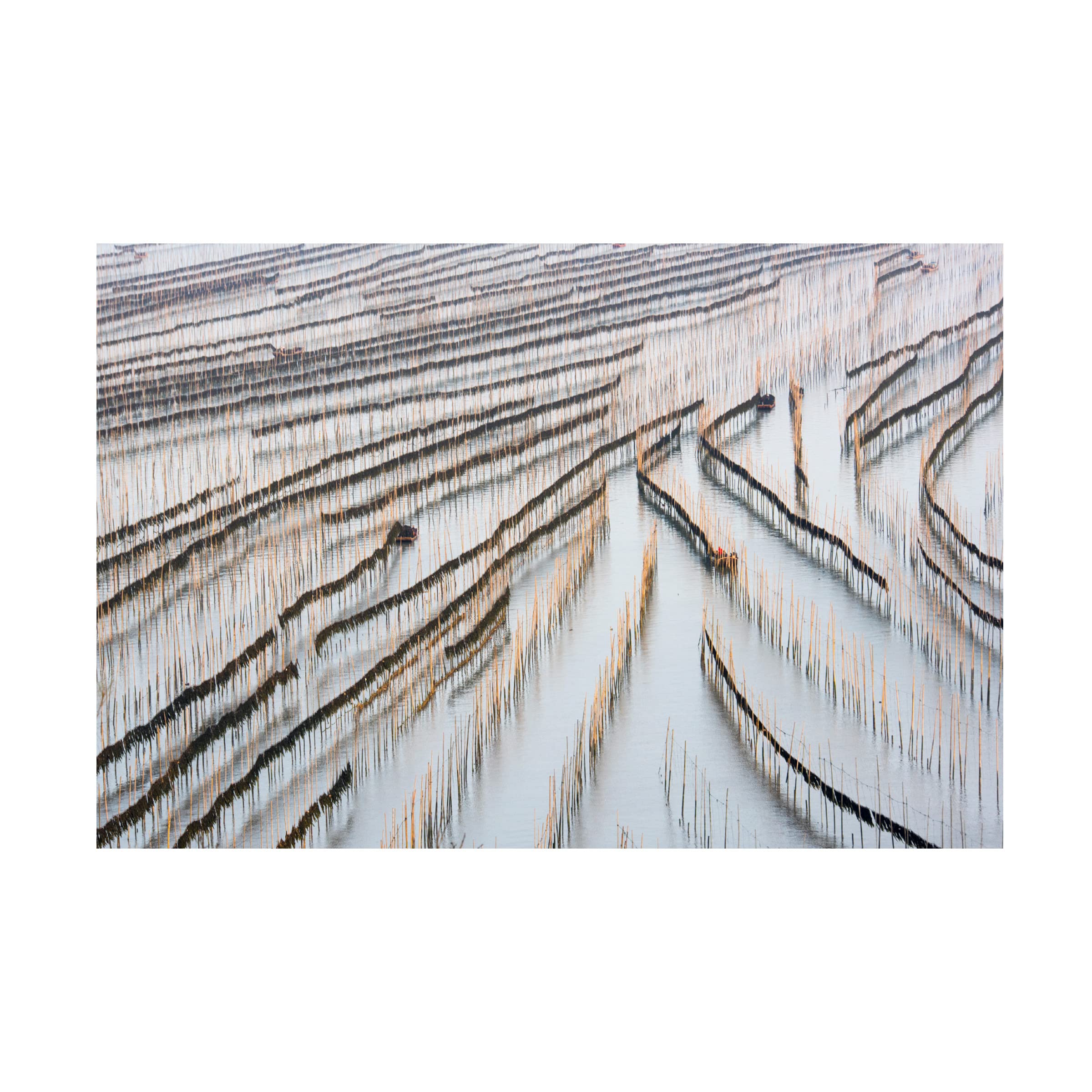 Trademark Fine Art 'Harvesting Kelp' Canvas Art by Xinhua Zhou